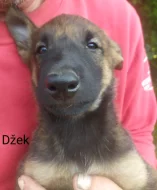 Belgický ovčák malinois