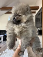 Holčičky Pomeranian