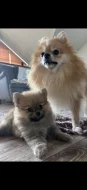 Holčičky Pomeranian