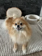 Holčičky Pomeranian