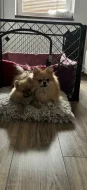 Holčičky Pomeranian