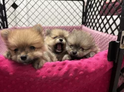 Holčičky Pomeranian