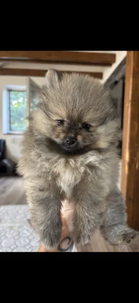 Holčičky Pomeranian