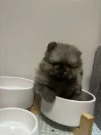 Holčičky Pomeranian