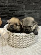 Holčičky Pomeranian