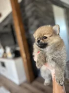 Holčičky Pomeranian
