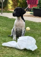 Štěňata německého krátkosrstého ohaře s PP po lovecky vedených rodičích