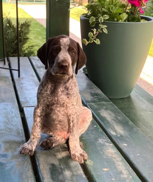 Štěňata německého krátkosrstého ohaře s PP po lovecky vedených rodičích