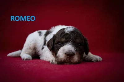 Lagotto Romagnolo - pejsci s PP