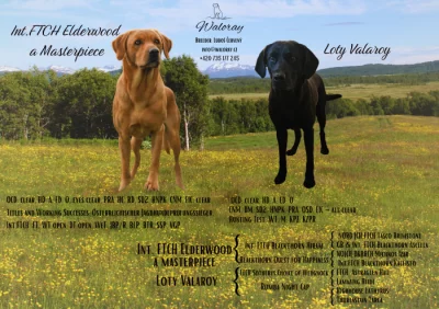 Pracovní (field trial) labrador retriever