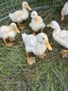 Prodej káčat, housat, krůťat, perliček, indických bězců