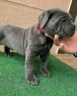 Cane corso štěňata