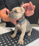 Cane corso štěňata