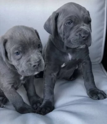 Cane corso štěňata