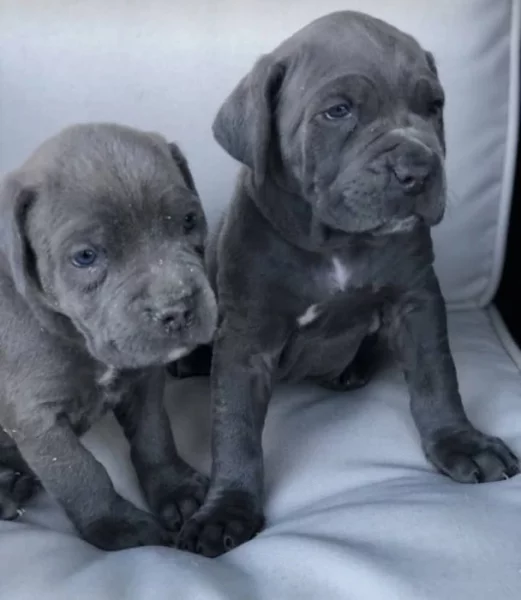 Cane corso štěňata