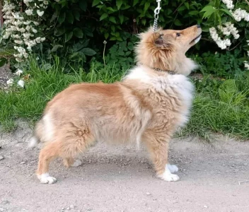 Šeltie - sheltie - šetlandský ovčák
