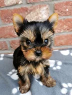 Jorkšírský teriér, yorkshire terrier, Štěňata s PP