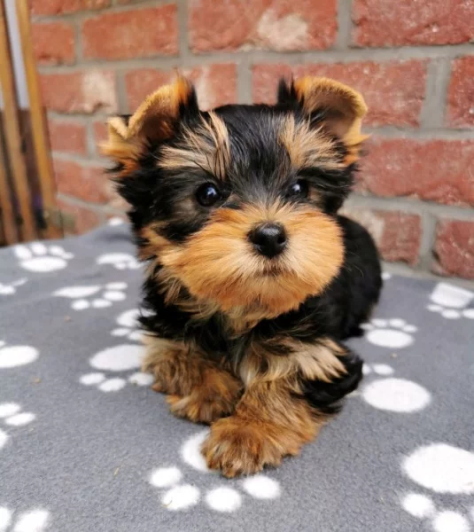 Jorkšírský teriér, yorkshire terrier, Štěňata s PP