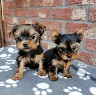 Jorkšírský teriér, yorkshire terrier, Štěňata s PP