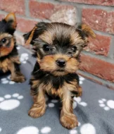 Jorkšírský teriér, yorkshire terrier, Štěňata s PP