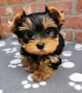 Jorkšírský teriér, yorkshire terrier, Štěňata s PP