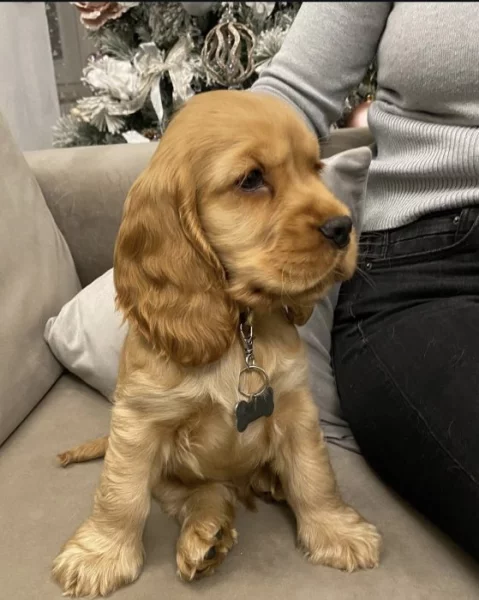 Štěně amerického kokršpaněla k adopci.