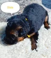 Nabídka štěňat německého ovčáka s PP