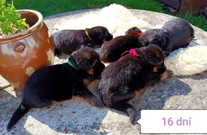 Nabídka štěňat německého ovčáka s PP