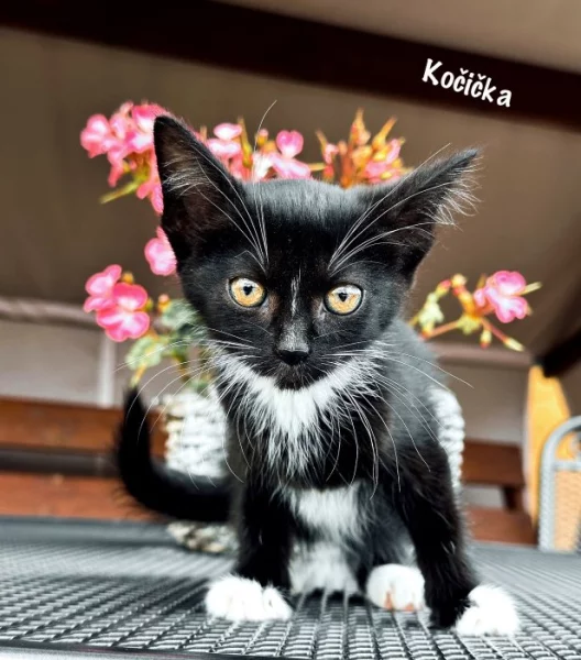 IHNED K ODBĚRU Britská kočka bez PP