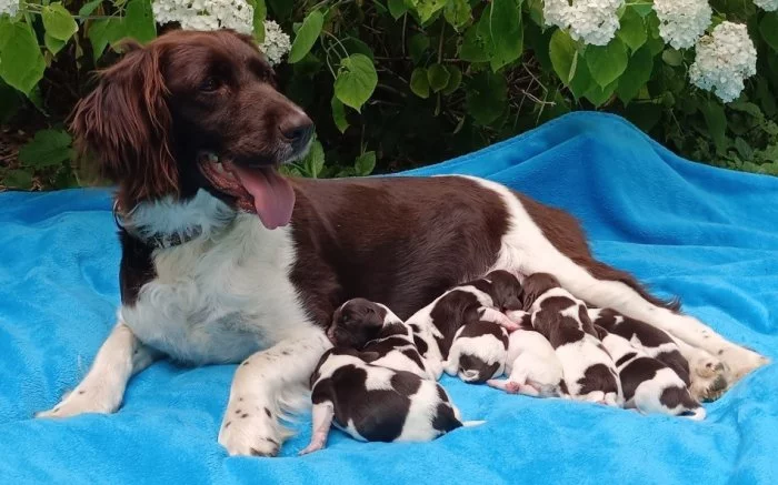 Malý münsterlandský ohař prodám štěňata po lovecky vedených rodičích