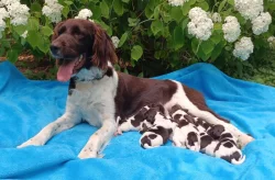 Malý münsterlandský ohař prodám štěňata po lovecky vedených rodičích