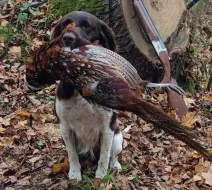 Malý münsterlandský ohař prodám štěňata po lovecky vedených rodičích
