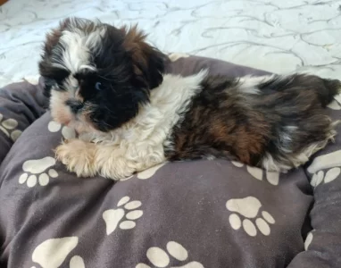 Shih-tzu - štěňata bez pp
