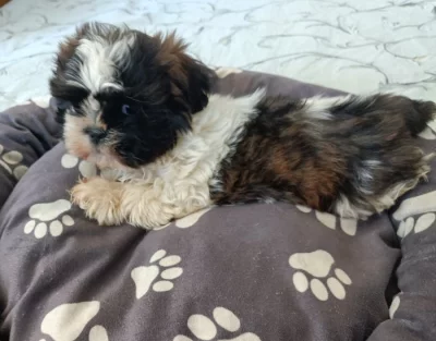 Shih-tzu - štěňata bez pp
