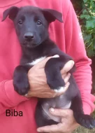 Belgický ovčák malinois