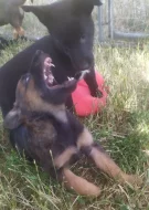 Belgický ovčák malinois