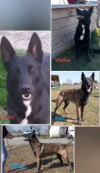 Belgický ovčák malinois