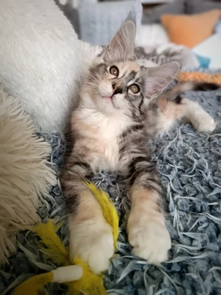 Mainske mývalí kotě s PP