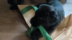 Knírač velký černý štěňata s rodokmenem/ P.P