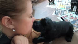 Knírač velký černý štěňata s rodokmenem/ P.P