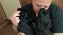 Knírač velký černý štěňata s rodokmenem/ P.P