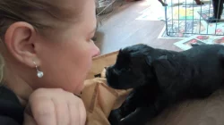 Knírač velký černý štěňata s rodokmenem/ P.P