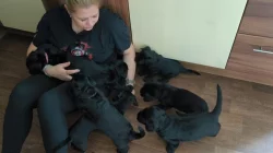 Knírač velký černý štěňata s rodokmenem/ P.P