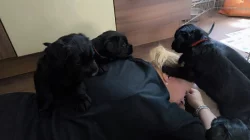 Knírač velký černý štěňata s rodokmenem/ P.P