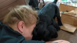 Knírač velký černý štěňata s rodokmenem/ P.P