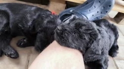 Knírač velký černý štěňata s rodokmenem/ P.P