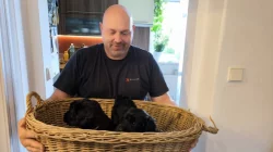 Knírač velký černý štěňata s rodokmenem/ P.P