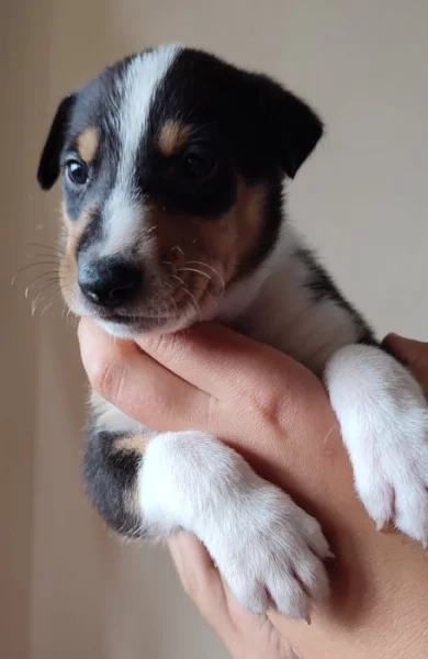 Krásná štěňátka- krátkosrstá kolie s PP