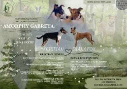 Krásná štěňátka- krátkosrstá kolie s PP