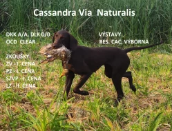 Nabídka štěňat německého krátkosrstého ohaře